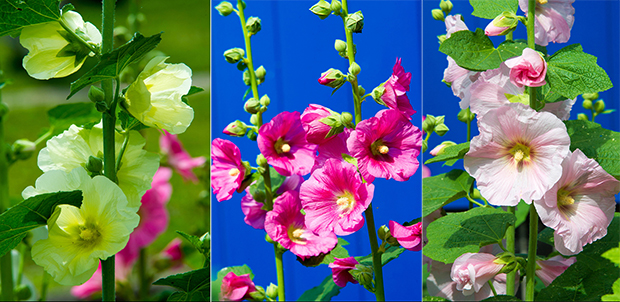 Гајењем лековитог биља до УНОСНЕ ЗАРАДЕ: Почетни капитал око ХИЉАДУ ЕВРА